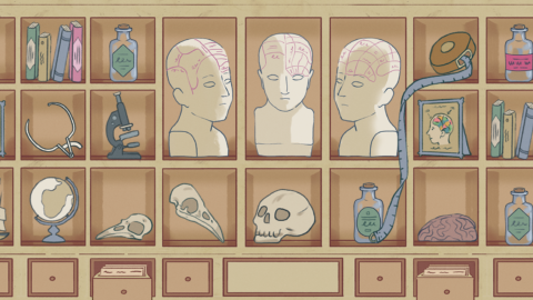 An illustrated Anatomical Cabinet
