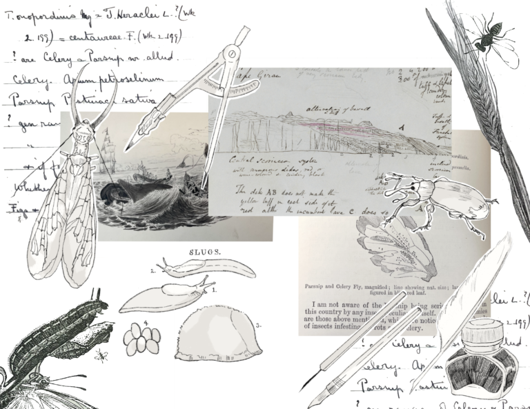 A neutral-coloured scrapbook of illustrations and clippings related to the natural world, including insects, animals, geology, and drawing tools such as a compass and and inkwell.